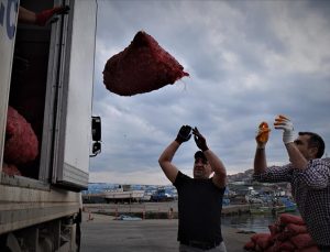 Türkiye’nin 11 aylık deniz salyangozu ihracatı 20,5 milyon doları aştı